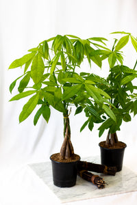 Plant History 101 - Money Tree