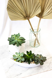 Succulent Care for you